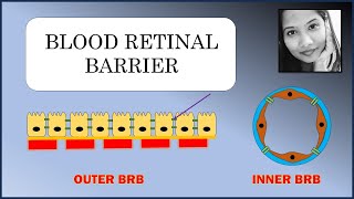 हिंदी Blood Retinal Barrier  Explained  Retina  Ophthalmology [upl. by Eekaz739]