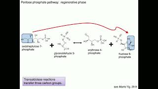 Medical Biochemistry Fructose Galactose and Pentose Phosphate Pathway 2 SKILDUM [upl. by Alcina]