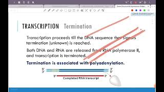 Gene structure Part2 [upl. by Akeem]