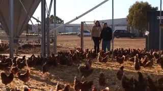 Australian egg farmer profile Dion Andary [upl. by Daley]