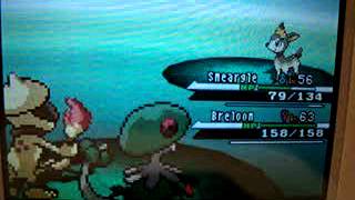 Pokemon BlackWhite how to teach smeargle Spore Tutorial [upl. by Ahsykal]