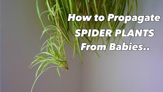 How to Propagate Spider Plants From Babies   Chlorophytum comosum [upl. by Aerol]