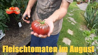 Tomaten Anbau im chilichallenge2024 Jahr Ernte und Verkostung der Fleischtomaten im August [upl. by Orelle]