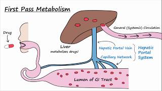 Bioavailability and First Pass Metabolism [upl. by Nilyarg547]