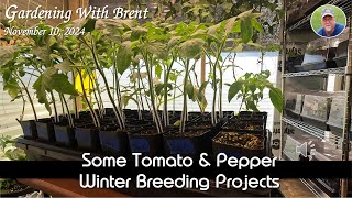 Winter Tomato amp Pepper Projects [upl. by Berey855]