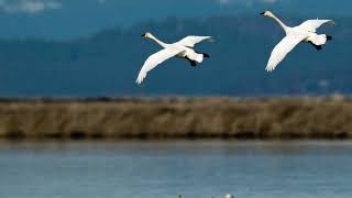 Tundra Swan Calls [upl. by Odrude]