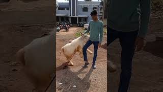 Deaf al mugaddas goat farm Ratnagiri india o wazir kashmiri shortsfeed shorts topqualitygoat [upl. by Lanta145]