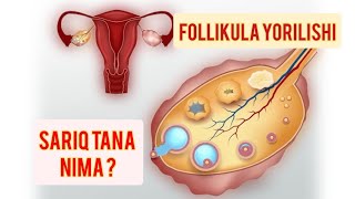 Follikula qachon yoriladi  Sariq tana nima [upl. by Pantin]