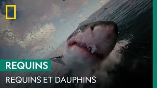 Dauphins contre requins  David contre Goliath [upl. by Jana]