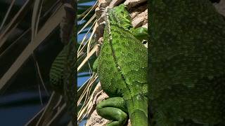 FanBoat Trip Out and About on the Everglades florida 🇺🇸 [upl. by Heller]