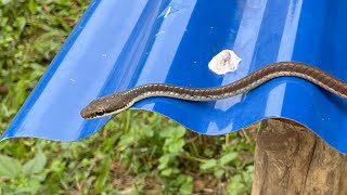 snake nature dromicodryas bernieri [upl. by Irehj]