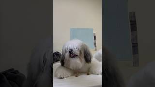 Shihtzu Eats Dental Sticks [upl. by Roper125]