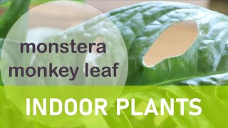 Repotting the pretty monstera monkey leaf philodendron [upl. by Notrab33]