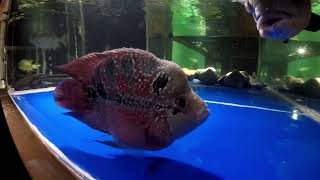 Sabrinas parrotturnedflowerhorn Bruce short body 5yo 9quot 240 gal proves hostile ok in 1800 gal [upl. by Anstice534]