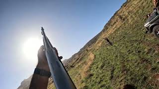 صيد صلنج و مطوق  skylark and chaffinch hunt [upl. by Stesha]