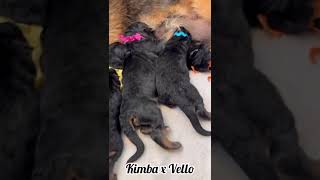 Vello amp Kimba Newborn Puppies Nursing [upl. by Eelyahs600]