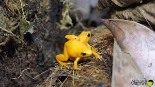 Golden Mantellas Mantella aurantiaca calling and wrestling [upl. by Yrrab]