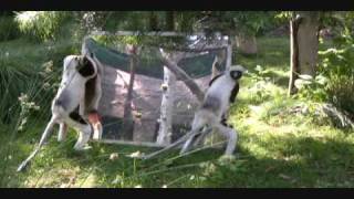 Coquerels Sifaka with mirror enrichment  Sacramento Zoo [upl. by Enellij566]