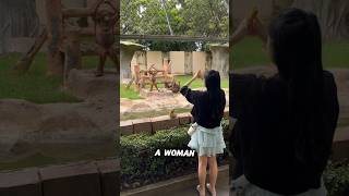 The orangutans mockery of the woman at the zoo [upl. by Assilac562]