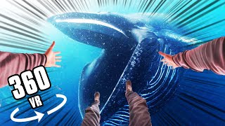 360° SWALLOWED BY A BLUE WHALE [upl. by Allicserp]