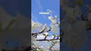 Whiteness💙🌸subscribe ytshorts flowers flowergarden reels short subscribers reelsvideo [upl. by Corsetti]