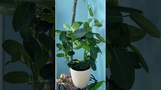 Stephanotis houseplant houseplants plantcare planthome plants youtubeshorts [upl. by Sansen]