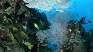 Wonders Of The Great Barrier Reef And Coral Sea Underwater Video [upl. by Myca697]