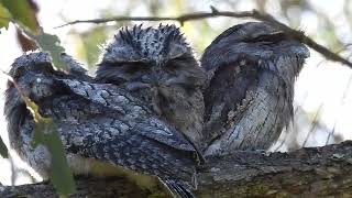 Tawny Frogmouth [upl. by Gaelan]