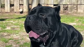 Cane Corso [upl. by Diarmit]