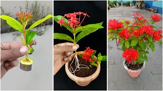 How to grow ixora plant from cutting at home  Easy method for home gardening [upl. by Yrebmik]