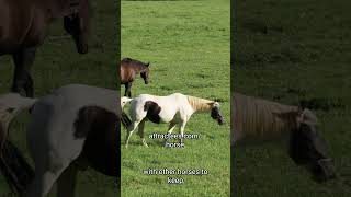 Key Tips for a Healthy Safe Horsehorse horsephoto horses horselover horseriding [upl. by Millian]