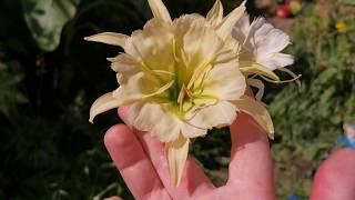 Ismene  Hymenocallis quotSulphur Queenquot the most fragrant Peruvian Daffodil  Spider Lily I own [upl. by Adrea496]