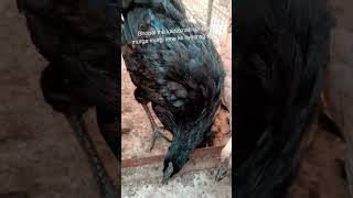 Kadaknath or desi murga murgi chicken desi kadaknathmurga desi chicken [upl. by Nylkaj]