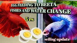 HOW TO FEED EGG TO YOUR BETTA FISH  BETTA FISH FOOD IN HINDI HAW TO GROW FIRST BETTA FIRST [upl. by Eira609]