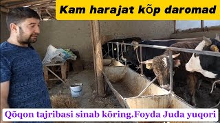 Buqa boqish sirlari 998905085958998948890089 Kam harajat kõp daromad [upl. by Hermosa]