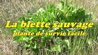 LA BLETTE SAUVAGE plante de survie facile [upl. by Riffle]