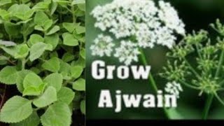 How to grow Ajwain Plant Carom seeds at homeTrachyspermum ammi [upl. by Ymma994]