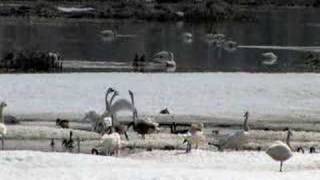 Tundra swans on Calispel Lake [upl. by Llenram188]