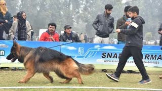 German Shepherd Dog Show  Black German Shepherd  German Shepherd Dog  Dog Show  GSD [upl. by Adnoyek]