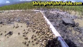 How To Catch Fiddler crabs The Fiddler Crab Roundup Part 1 of 2 [upl. by Elfreda]