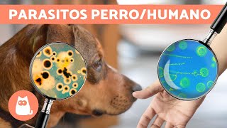 Parásitos del perro que contagian a humanos [upl. by Alraep]