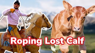 Calf Goes Missing Bonus Vlog [upl. by Dlawso]