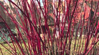 Red Twig Dogwood [upl. by Armanda]