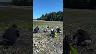 Clamming sa Vancouver Island [upl. by Bronk253]