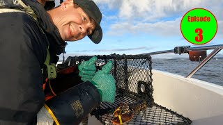 3rd haul of the norwegian lobsterseason Fishing for lobster Hummerfiske 2024 i Norge [upl. by Robertson]