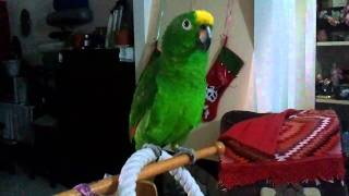 Sunny the Amazon Parrot Sings Opera [upl. by Alleb582]