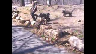 young Bergamasco sheepdogs jumping [upl. by Sillyhp]