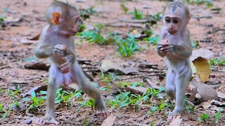 Wow very cute baby monkey Luno walking two legs for the first time [upl. by Bloxberg552]