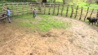 Will Koberg Bull Riding Costa Rica [upl. by Anahsirk461]