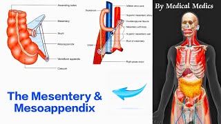 The Mesentery and Mesoappendix  Attachments and Contents  Medical Medics [upl. by Tisbee]